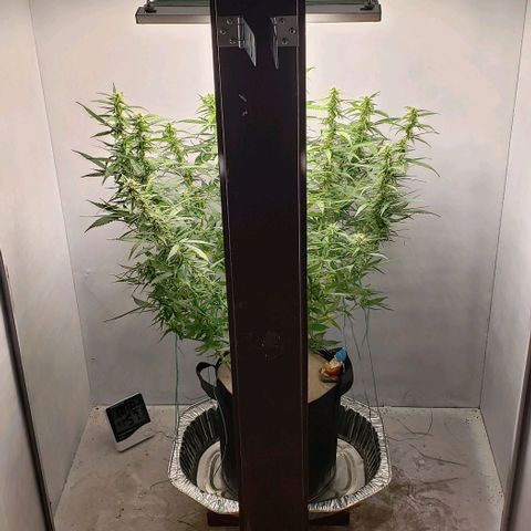 Northern Lights Auto growlog timeline photo