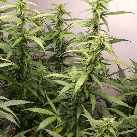 Northern Lights Auto growlog timeline photo
