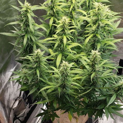 Northern Lights Auto growlog timeline photo
