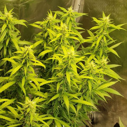 Northern Lights Auto growlog timeline photo