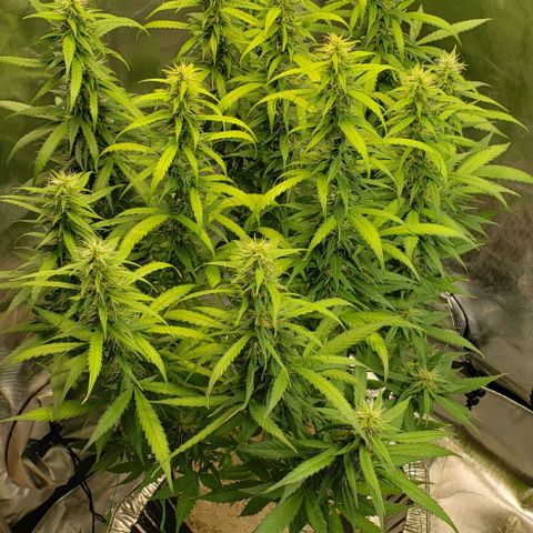 Northern Lights Auto growlog timeline photo