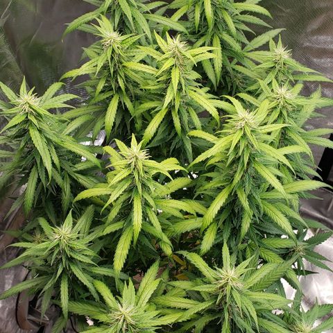 Northern Lights Auto growlog timeline photo