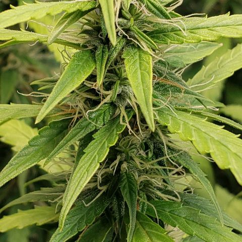 Northern Lights Auto growlog timeline photo