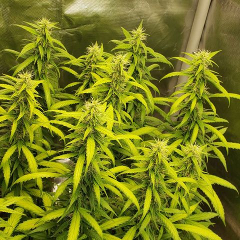 Northern Lights Auto growlog timeline photo