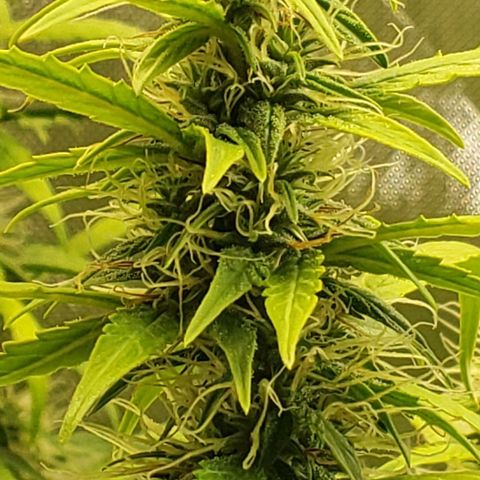 Northern Lights Auto growlog timeline photo