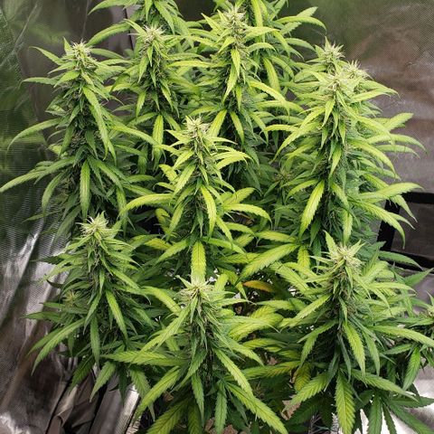 Northern Lights Auto growlog timeline photo