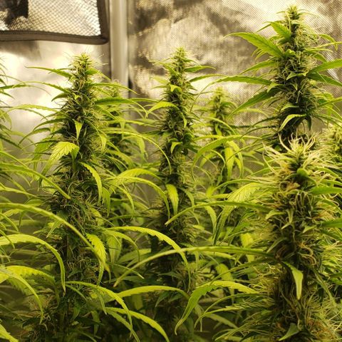 Northern Lights Auto growlog timeline photo