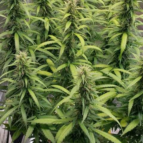 Northern Lights Auto growlog timeline photo