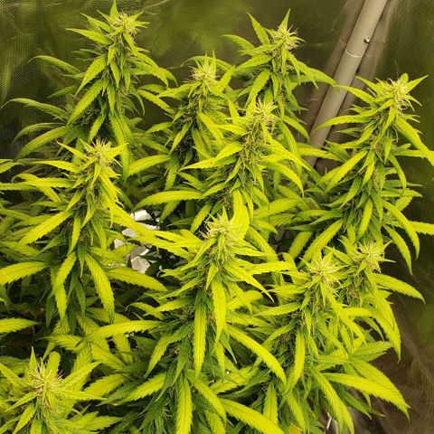 Northern Lights Auto growlog timeline photo