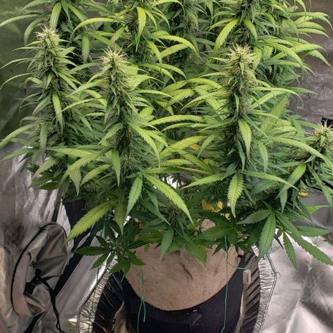Northern Lights Auto growlog timeline photo