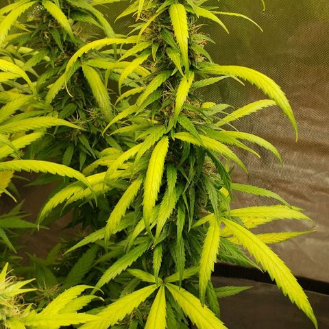 Northern Lights Auto growlog photo: Pulled up sand and rice hulls and fed 4tbsp of Dr Earth Flower Girl. Spread rice hulls back around, watered then re-topped with fresh playground sand.