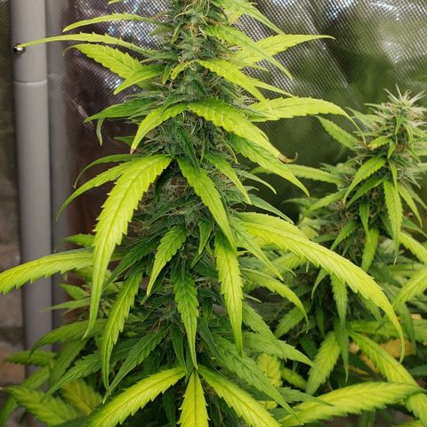 Northern Lights Auto growlog timeline photo