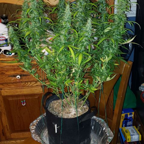 Northern Lights Auto growlog photo: She got the chop.