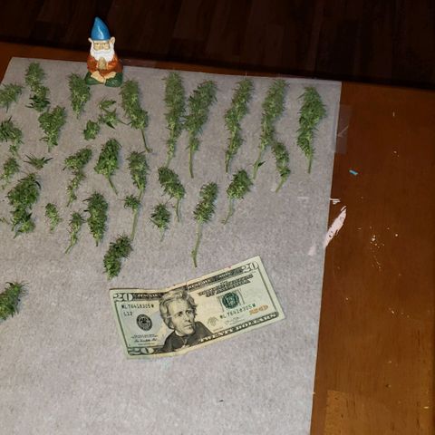 Northern Lights Auto growlog photo: She got the chop.