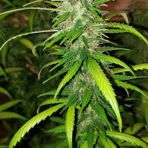 Northern Lights Auto growlog photo: She got the chop.