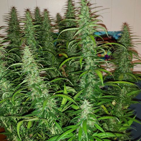 Northern Lights Auto growlog photo: She got the chop.