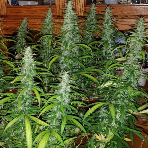 Northern Lights Auto growlog photo: She got the chop.
