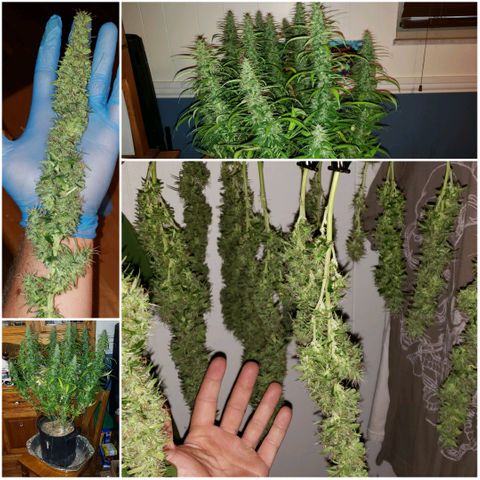 Northern Lights Auto growlog timeline photo