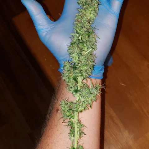 Northern Lights Auto growlog photo: She got the chop.