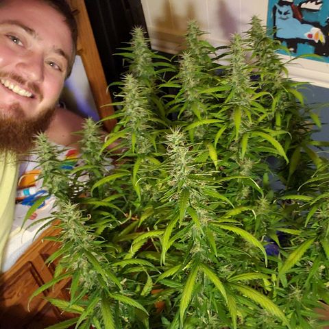 Northern Lights Auto growlog photo: She got the chop.