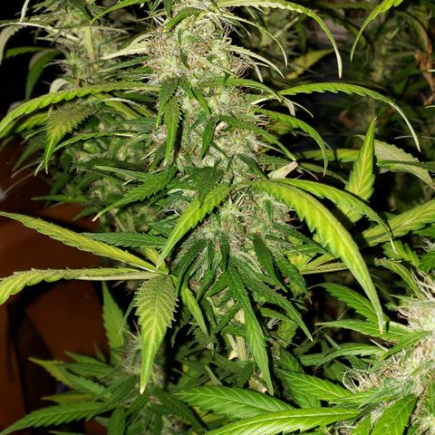Northern Lights Auto growlog photo: She got the chop.