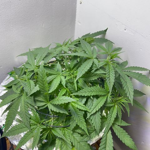 Peacock HB3 growlog timeline photo