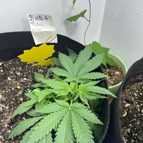Anaconda  HB4 growlog timeline photo