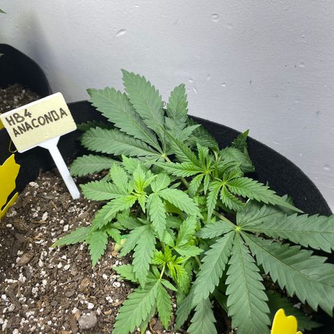 Anaconda  HB4 growlog timeline photo