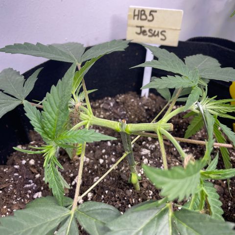 Jesus HB5 growlog timeline photo