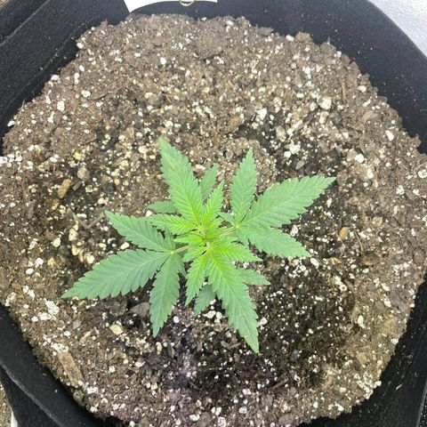 Anaconda  HB4 growlog timeline photo