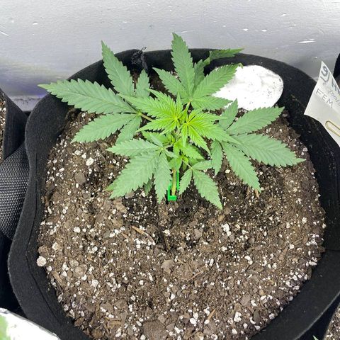 Anaconda  HB4 growlog timeline photo