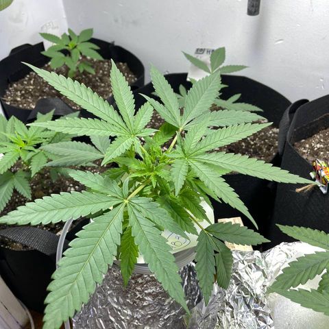 Peacock HB3 growlog timeline photo