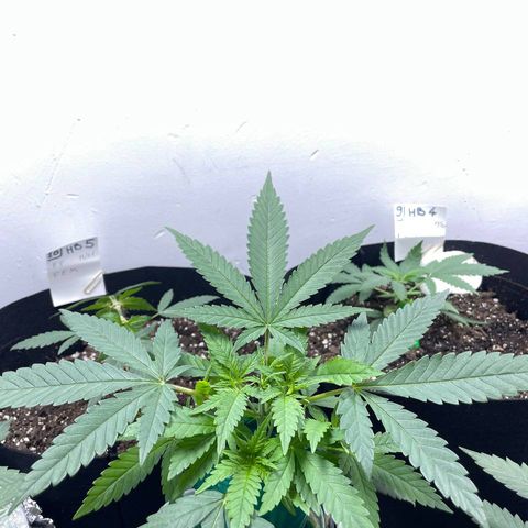 Peacock HB3 growlog timeline photo