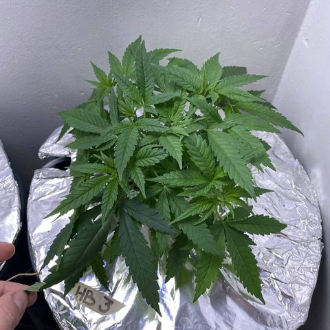 Peacock HB3 growlog timeline photo