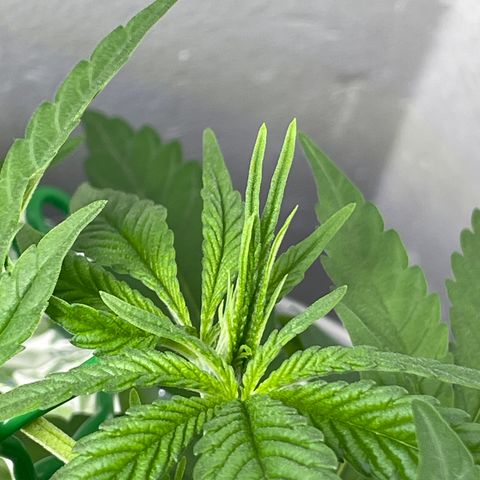 Peacock HB3 growlog timeline photo