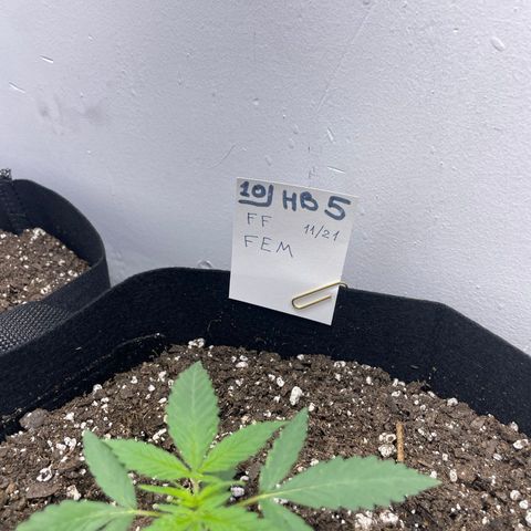 Jesus HB5 growlog timeline photo