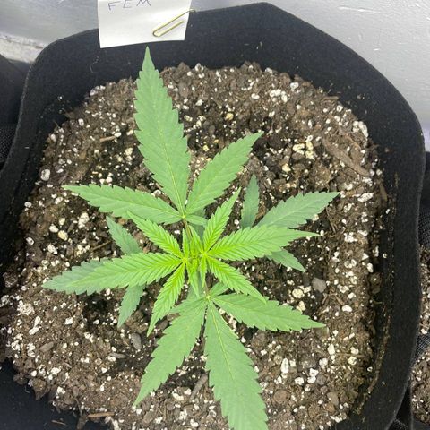 Jesus HB5 growlog timeline photo