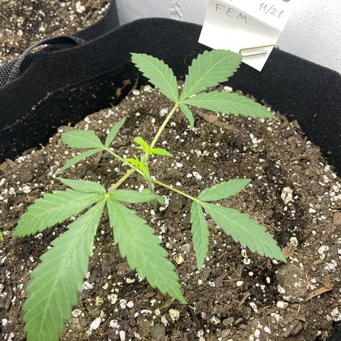 Jesus HB5 growlog timeline photo