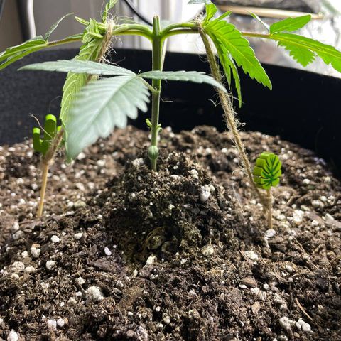 Jesus HB5 growlog timeline photo