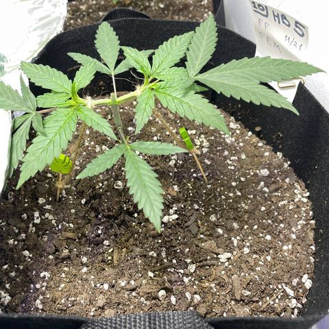 Jesus HB5 growlog timeline photo