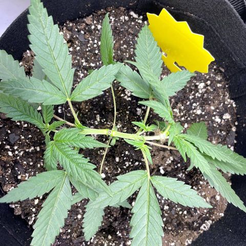 Jesus HB5 growlog timeline photo