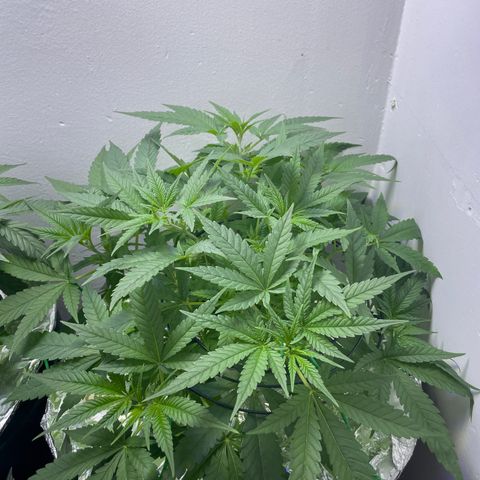 Peacock HB3 growlog timeline photo