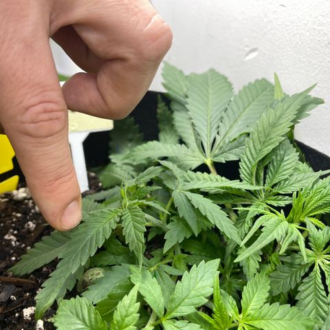 Anaconda  HB4 growlog timeline photo