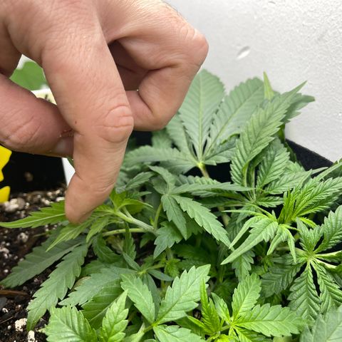 Anaconda  HB4 growlog timeline photo