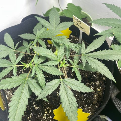 Jesus HB5 growlog timeline photo