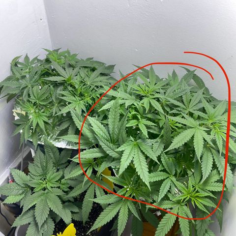 Peacock HB3 growlog timeline photo