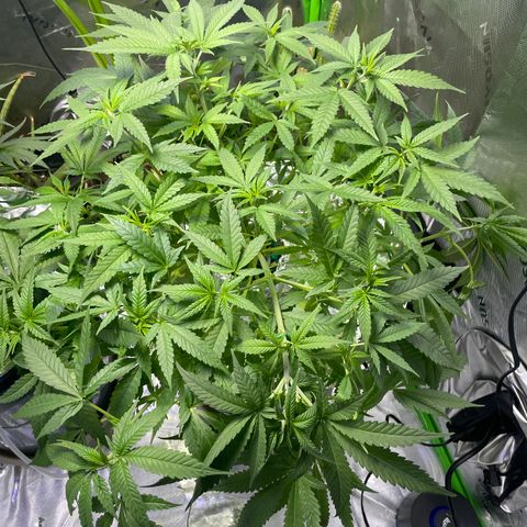 Peacock HB3 growlog timeline photo
