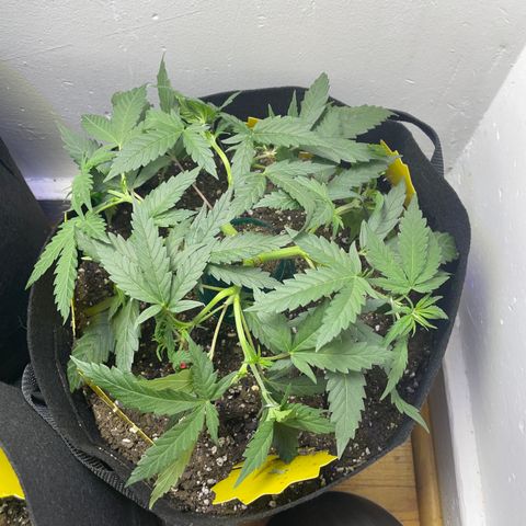 Jesus HB5 growlog timeline photo