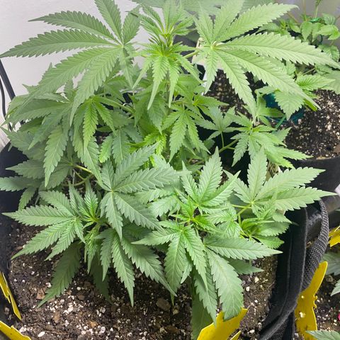 Anaconda  HB4 growlog timeline photo