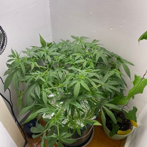 Peacock HB3 growlog timeline photo